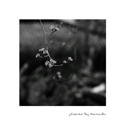 dailyPhoto13